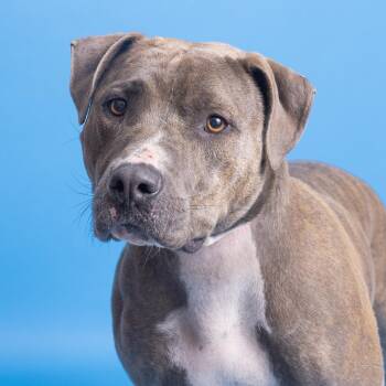 Pit Bull Terrier Dogs Available for Adoption in Franklin, Tennessee - Curly | PetCurious