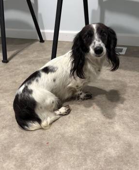 Dulcie -  Dachshund Dog for Adoption in Grant, Nebraska - Dulcie | PetCurious