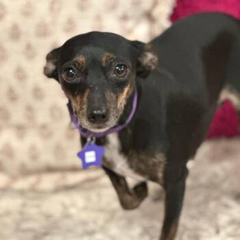 Evie -  Chihuahua and Mixed Breed Dog for Adoption in San Francisco, California - Evie | PetCurious