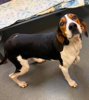 Ford -  Hound Dog for Adoption in Amherst, Virginia - Ford | PetCurious