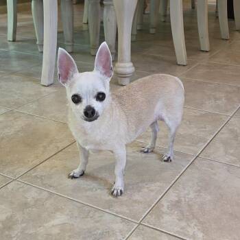 Chihuahua Dogs Available for Adoption in Pelham, New Hampshire - Bella | PetCurious