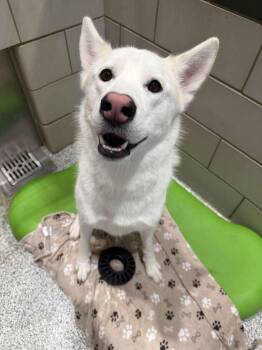 Rosco -  Husky Dog for Adoption in Jackson, Michigan - Rosco | PetCurious