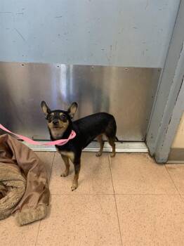 LITTLE ONE -  Chihuahua Dog for Adoption in San Jose, California - LITTLE ONE | PetCurious
