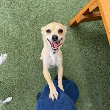Chihuahua and Mixed Breed Dogs Available for Adoption in Long Beach, California - Hannah | PetCurious