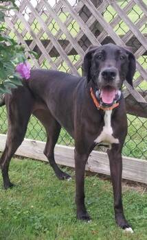 STELLA -  Great Dane Dog for Adoption in Louisville, Ohio - STELLA | PetCurious