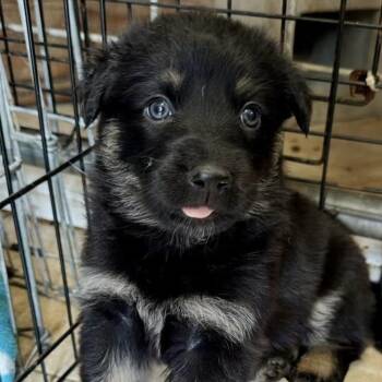Sparrow -  Shepherd and Border Collie Dog for Adoption in Larkfield-wikiup, California - Sparrow | PetCurious