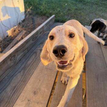 Bradley -  Cocker Spaniel and Yellow Labrador Retriever Dog for Adoption in Goltry, Oklahoma - Bradley | PetCurious