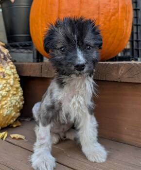 Rio -  Terrier and Mixed Breed Dog for Adoption in Minneapolis, Minnesota - Rio | PetCurious