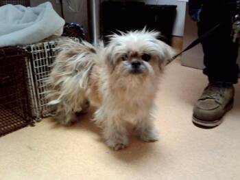 GOLDY -  Terrier and Mixed Breed Dog Available for Adoption in Martinez, California - GOLDY | PetCurious