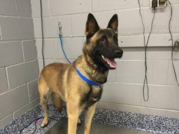 A1937419 -  Belgian Shepherd Malinois Dog for Adoption in Thousand Palms, California - A1937419 | PetCurious
