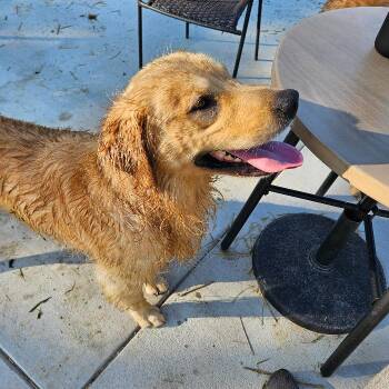 Copper #7490 -  Golden Retriever Dog for Adoption in Louisville, Kentucky - Copper #7490 | PetCurious