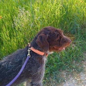 Rescue German Wirehaired Pointer Dogs for Adoption in Santa Rosa, California - Bear (Custer, South Dakota) | PetCurious