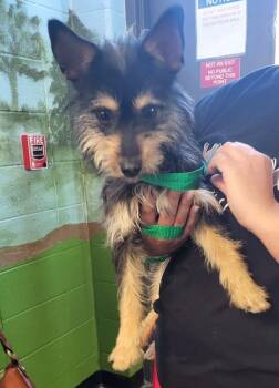 Terrier Dogs Available for Adoption in Lawrenceville, Georgia - Pen 236c Kennedy | PetCurious