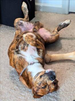 Rescue Labrador Retriever and Plott Hound Dogs for Adoption in Conroe, Texas - TIGER | PetCurious