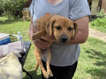 Chihuahua and Mixed Breed Dogs Available for Adoption in Rowlett, Texas - SABRINA | PetCurious