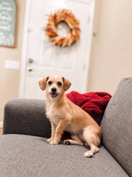 Cesar -  Terrier Dog for Adoption in Goodyear, Arizona - Cesar | PetCurious