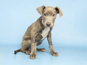 Pit Bull Terrier Dogs Available for Adoption in Phoenix, Arizona - PIGLET | PetCurious