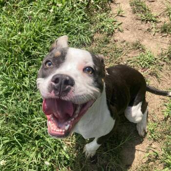 Kawaii -  Mixed Breed Dog for Adoption in Mishawaka, Indiana - Kawaii | PetCurious