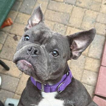Miss Nanners (20260708-01) -  French Bulldog Dog for Adoption in Niagara Falls, Ontario - Miss Nanners (20260708-01) | PetCurious