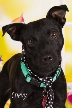 Rescue Chihuahua and Shepherd Dogs for Adoption in Gilbert, Arizona - Chevy | PetCurious