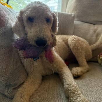Oscar - 003965 -  Poodle Dog for Adoption in Marshall, Virginia - Oscar - 003965 | PetCurious