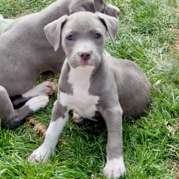 Pit Bull Terrier Dogs Available for Adoption in Mead, Colorado - Taffy | PetCurious