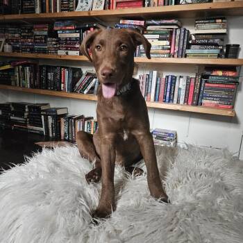 Birdie -  Chocolate Labrador Retriever Dog for Adoption in Brantford, Ontario - Birdie | PetCurious