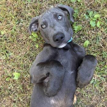 Biscuit -  Mixed Breed Dog for Adoption in Pelham, New Hampshire - Biscuit | PetCurious