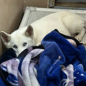 Rescue Siberian Husky Dogs for Adoption in Lyndhurst, Virginia - Vanilla Bean | PetCurious