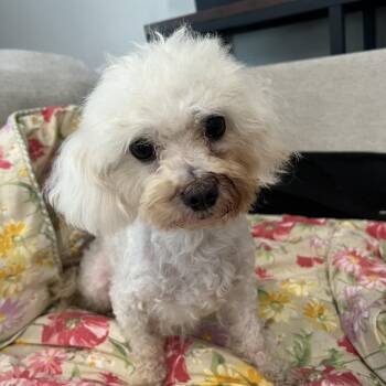 JJ -  Maltese Dog for Adoption in Houston, Texas - JJ | PetCurious