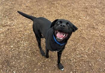 COSMO -  Labrador Retriever and Mixed Breed Dog for Adoption in Mckinleyville, California - COSMO | PetCurious