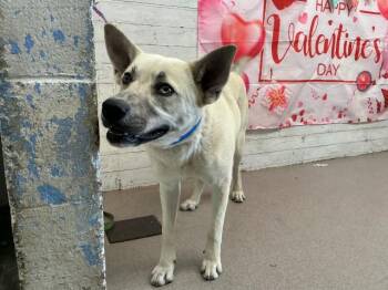 German Shepherd Dog and Mixed Breed Dogs Available for Adoption - RORRY | PetCurious