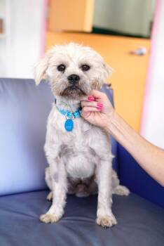 Terrier Dogs Available for Adoption - Nash | PetCurious