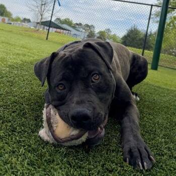 Pit Bull Terrier Dogs Available for Adoption in Concord, North Carolina - Gordito | PetCurious