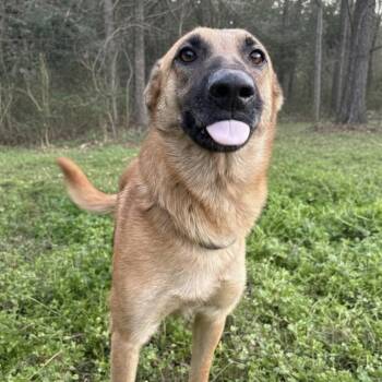 Willow -  Belgian Shepherd Malinois Dog for Adoption in Caldwell, Texas - Willow | PetCurious
