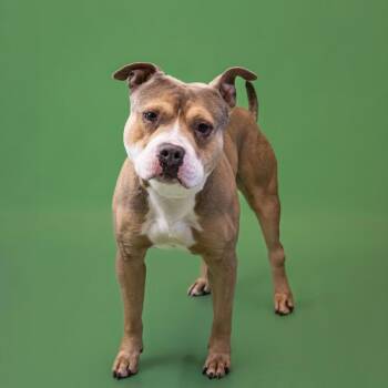 Pit Bull Terrier Dogs Available for Adoption - Pen 118 C Buddah | PetCurious