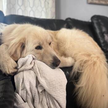 Kodiak -  Great Pyrenees and Mixed Breed Dog for Adoption in Portland, Oregon - Kodiak | PetCurious