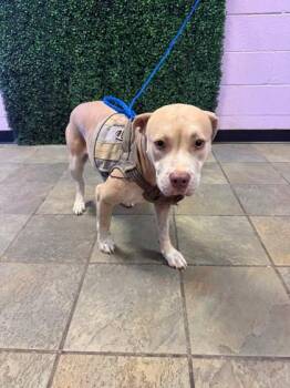 61569176 -  Pit Bull Terrier and Mixed Breed Dog for Adoption in El Paso, Texas - 61569176 | PetCurious