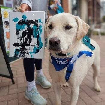 Nugget -  Labrador Retriever and Mixed Breed Dog for Adoption in Rockville, Maryland - Nugget | PetCurious