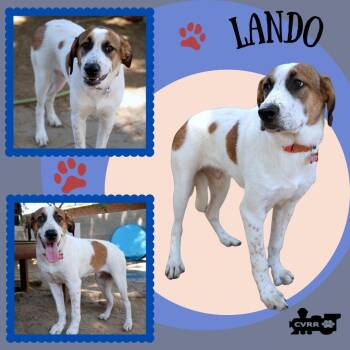 Lando -  Hound and Anatolian Shepherd Dog for Adoption in Lindsay, California - Lando | PetCurious