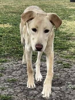 Yellow Labrador Retriever Dogs Available for Adoption - Avery | PetCurious