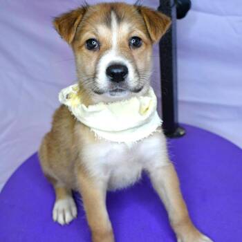 Husky Dogs Available for Adoption in Beaumont, Texas - Basil | PetCurious