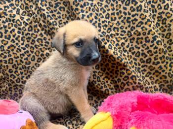 Voyager -  Shepherd and Chow Chow Dog for Adoption in Phoenix, Arizona - Voyager | PetCurious