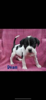 Dean -  American Staffordshire Terrier Dog for Adoption in Seaside Heights, New Jersey - Dean | PetCurious