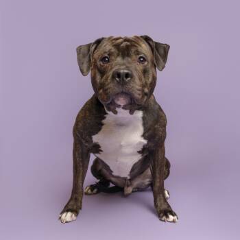 Hughey -  Mixed Breed Dog for Adoption in Pittsburgh, Pennsylvania - Hughey | PetCurious