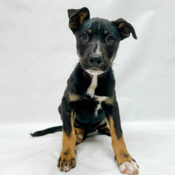 642 (2026) Nora -  Labrador Retriever and Shepherd Dog Available for Adoption in Parker, Colorado - 642 (2026) Nora | PetCurious