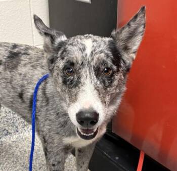 Starlet -  Border Collie and Collie Dog for Adoption in Golden, Colorado - Starlet | PetCurious