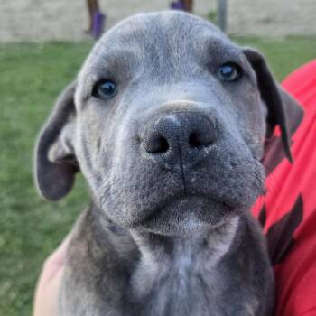 Catahoula Leopard Dog and Pit Bull Terrier Dogs Available for Adoption in Sheridan, Arkansas - Concrete | PetCurious