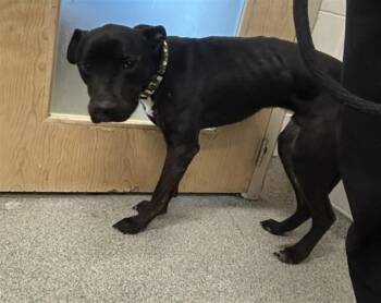 Labrador Retriever and German Shepherd Dog Dogs Available for Adoption in Loveland, Colorado - CHONGO | PetCurious