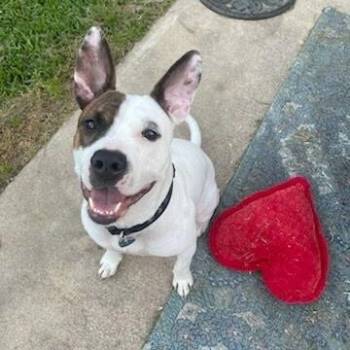 Diesel Donut your fun loving Romeo -  Pit Bull Terrier and Labrador Retriever Dog for Adoption in Friendswood, Texas - Diesel Donut Your Fun Loving Romeo | PetCurious